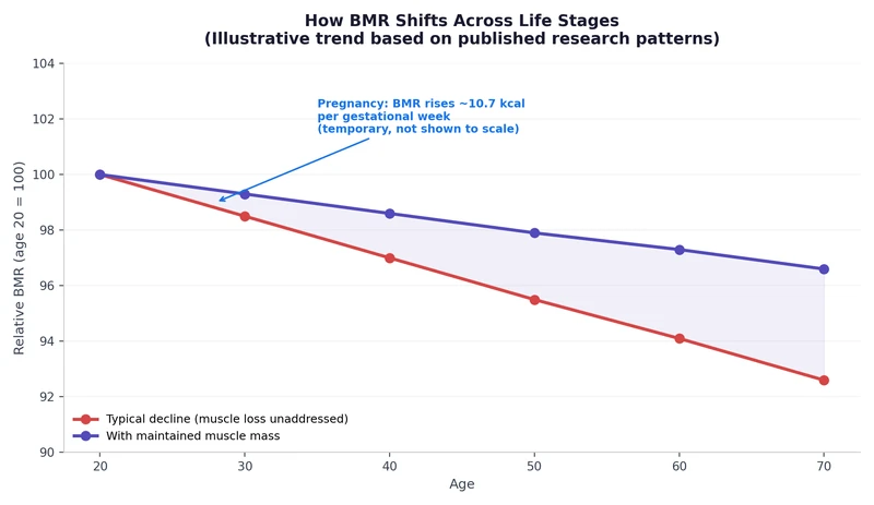 Line chart showing BMR decline by age and increase during pregnancy